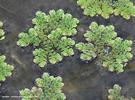 Azolla .
